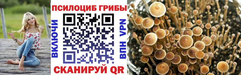 Псилоцибиновые грибы Cubensis  kraken ССЫЛКА  Кисловодск  купить наркотики сайты 